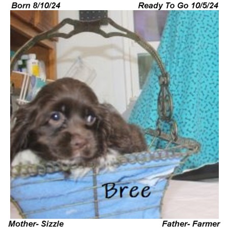 puppy, for, sale, Cocker Spaniel, Joe & Cherri  Overlease, dog, breeder, Miller, MO, dog-breeder, puppy-for-sale, forsale, nearby, find, puppyfind, locator, puppylocator, aca